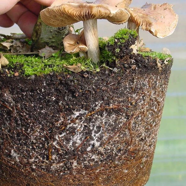 Mykorrhiza Spezial Birke, 500ml – Bild 3