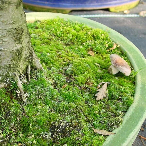 Mykorrhiza Spezial Buche, 500ml – Bild 4