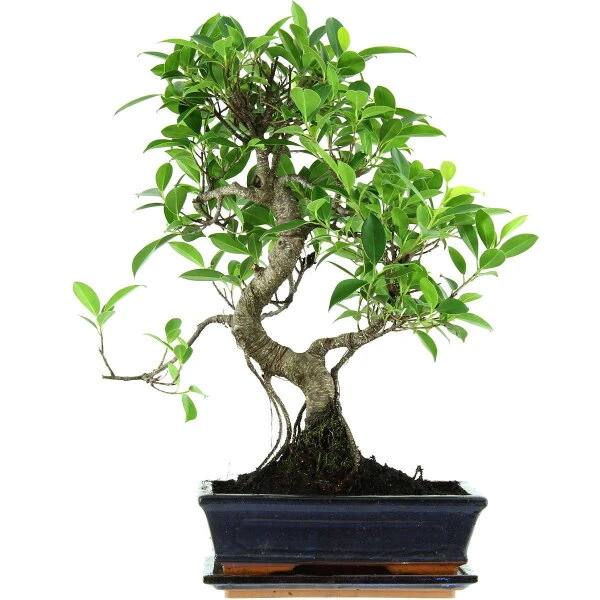 Banyanfeige, Bonsai, 11 Jahre, 53cm