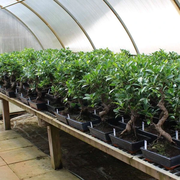 Banyanfeige, Bonsai, 11 Jahre, 53cm – Bild 2