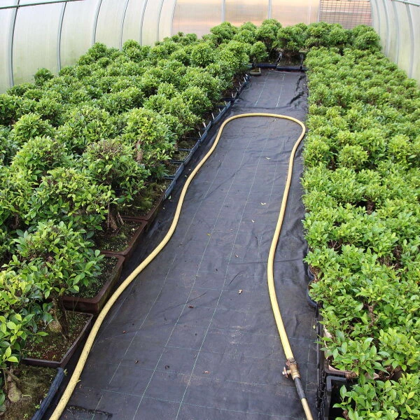 Banyanfeige, Bonsai, 14 Jahre, 58cm – Bild 3