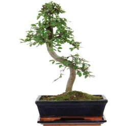 Chinesische Ulme, Bonsai, 11 Jahre, 41cm