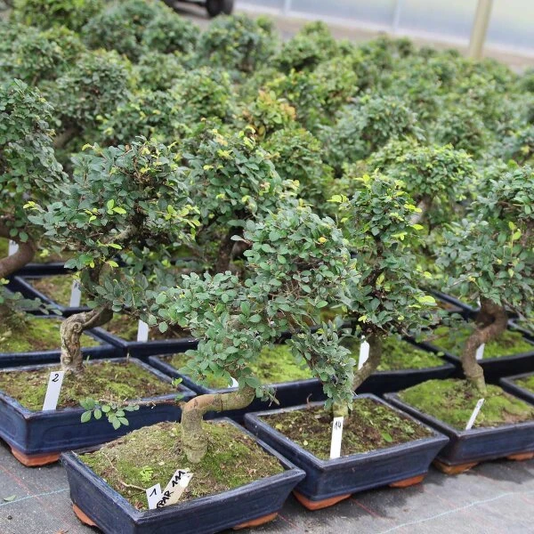 Chinesische Ulme, Bonsai, 11 Jahre, 42cm – Bild 2