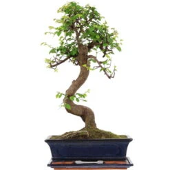 Chinesische Ulme, Bonsai, 12 Jahre, 52cm