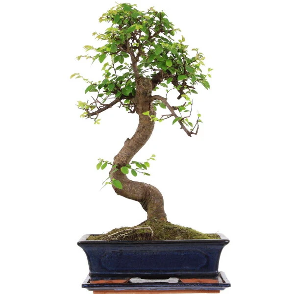 Chinesische Ulme, Bonsai, 12 Jahre, 52cm