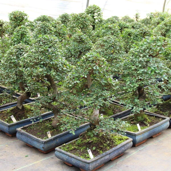 Chinesische Ulme, Bonsai, 12 Jahre, 52cm – Bild 2