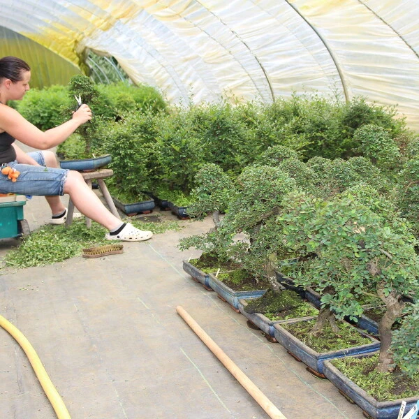 Chinesische Ulme, Bonsai, 12 Jahre, 52cm – Bild 3