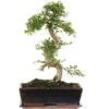 Chinesische Ulme, Bonsai, 12 Jahre, 46cm