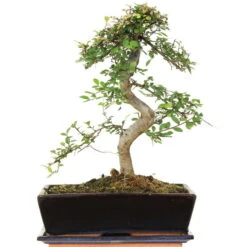 Chinesische Ulme, Bonsai, 12 Jahre, 43cm