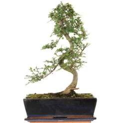 Chinesische Ulme, Bonsai, 12 Jahre, 47cm