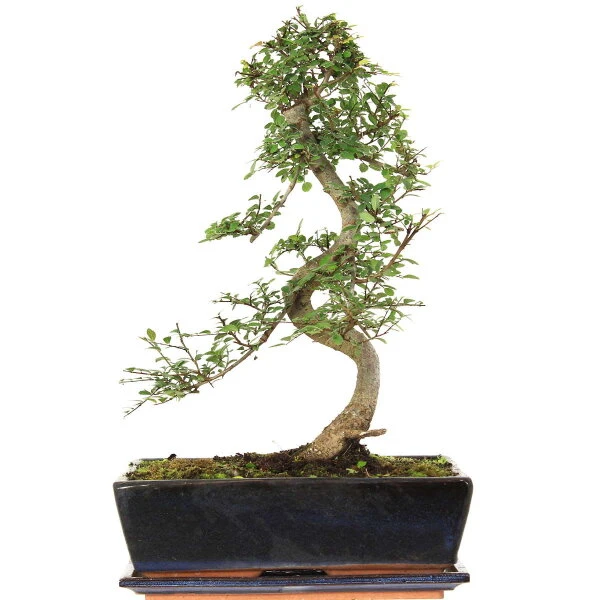 Chinesische Ulme, Bonsai, 12 Jahre, 47cm