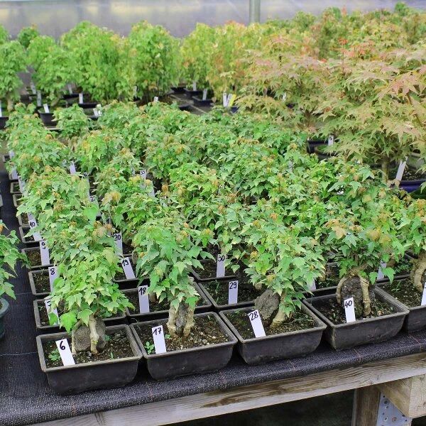 Dreispitzahorn, Bonsai, 9 Jahre, 23cm – Bild 2