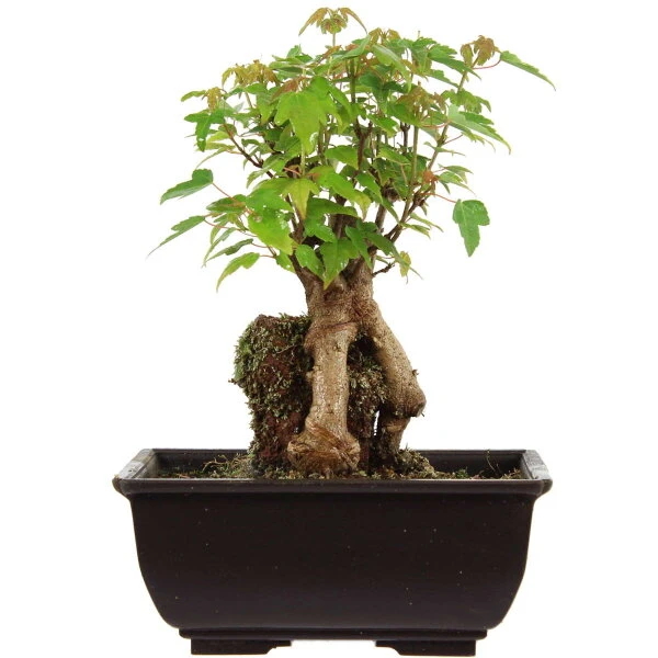 Dreispitzahorn, Bonsai, 9 Jahre, 23cm