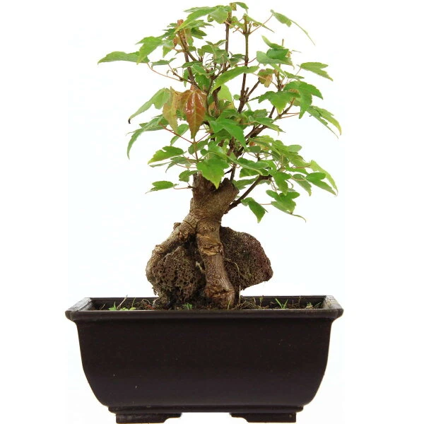 Dreispitzahorn, Bonsai, 9 Jahre, 24cm