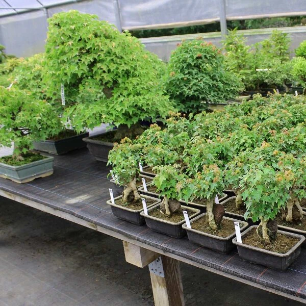 Dreispitzahorn, Bonsai, 9 Jahre, 22cm – Bild 3