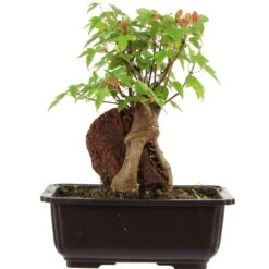 Dreispitzahorn, Bonsai, 11 Jahre, 24cm