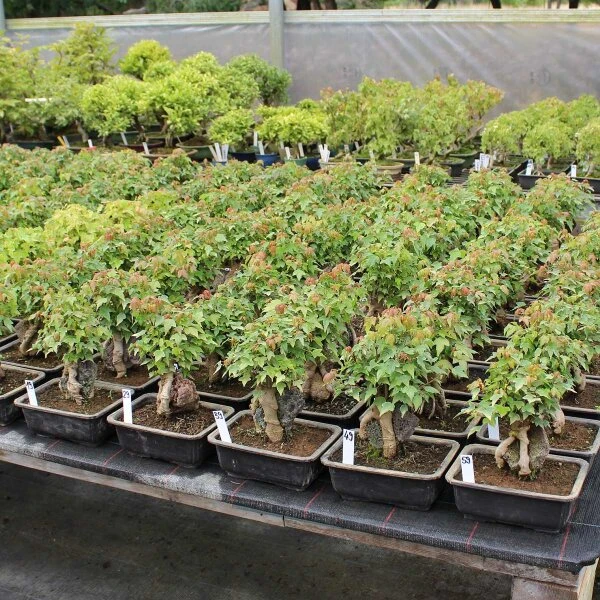 Dreispitzahorn, Bonsai, 11 Jahre, 24cm – Bild 2