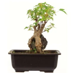 Dreispitzahorn, Bonsai, 11 Jahre, 25cm