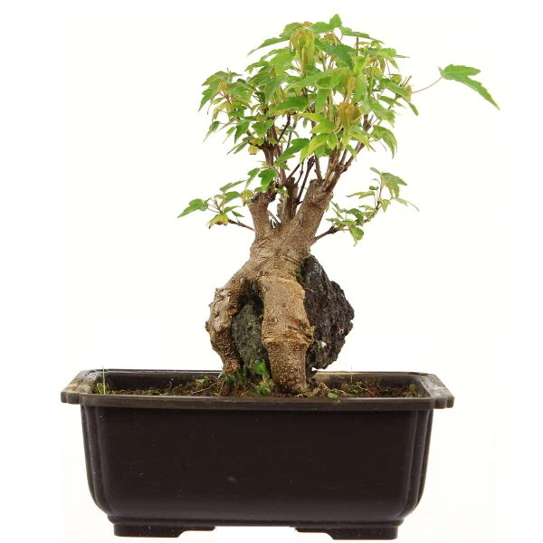 Dreispitzahorn, Bonsai, 11 Jahre, 25cm