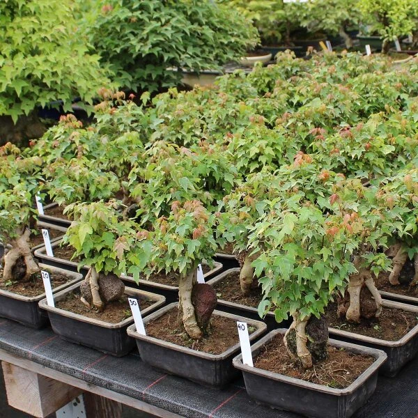 Dreispitzahorn, Bonsai, 11 Jahre, 25cm – Bild 2