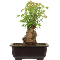 Dreispitzahorn, Bonsai, 11 Jahre, 28cm