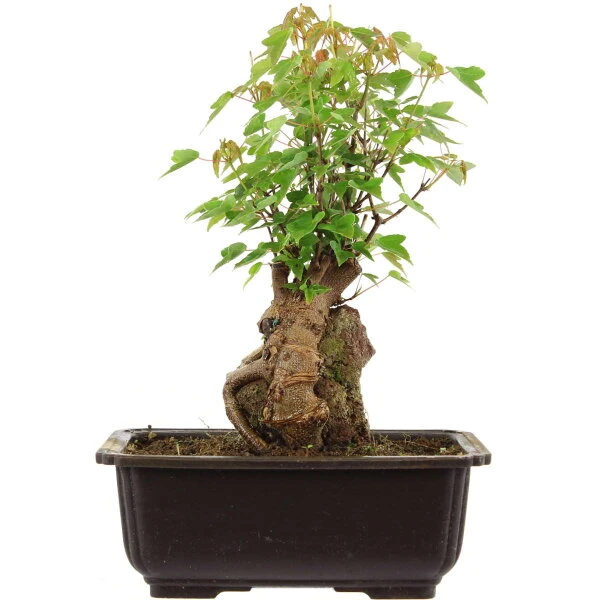 Dreispitzahorn, Bonsai, 11 Jahre, 28cm