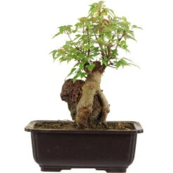 Dreispitzahorn, Bonsai, 11 Jahre, 27cm