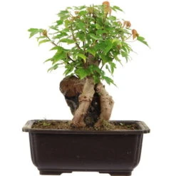 Dreispitzahorn, Bonsai, 11 Jahre, 25cm