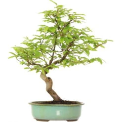 Europäische Hainbuche, Bonsai, 18 Jahre, 54cm