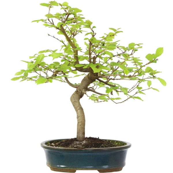 Europäische Hainbuche, Bonsai, 18 Jahre, 57cm