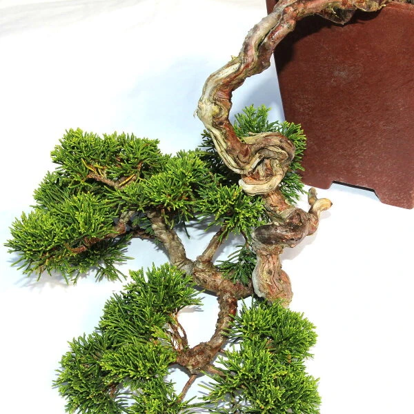 Chinesischer Wacholder, Bonsai, 20 Jahre, 32cm – Bild 4