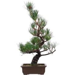 Japanische Mädchenkiefer, Bonsai, 14 Jahre, 51cm