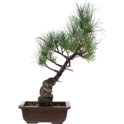 Japanische Mädchenkiefer, Bonsai, 14 Jahre, 47cm