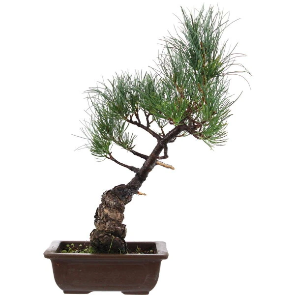 Japanische Mädchenkiefer, Bonsai, 14 Jahre, 47cm