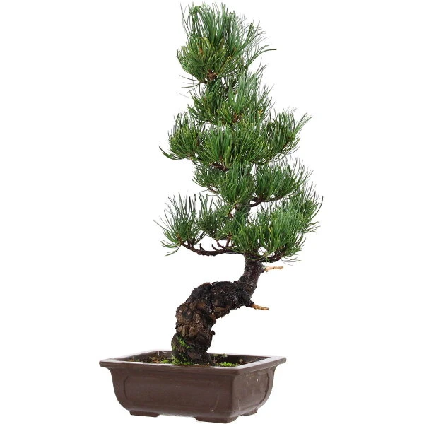Japanische Mädchenkiefer, Bonsai, 14 Jahre, 51cm