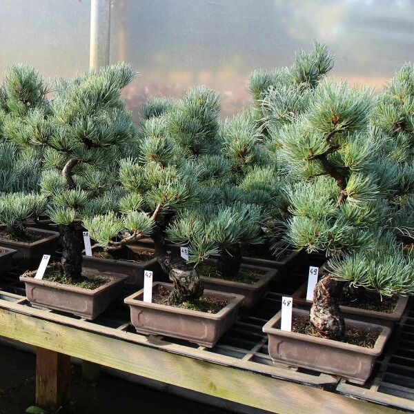 Japanische Mädchenkiefer, Bonsai, 14 Jahre, 51cm – Bild 2