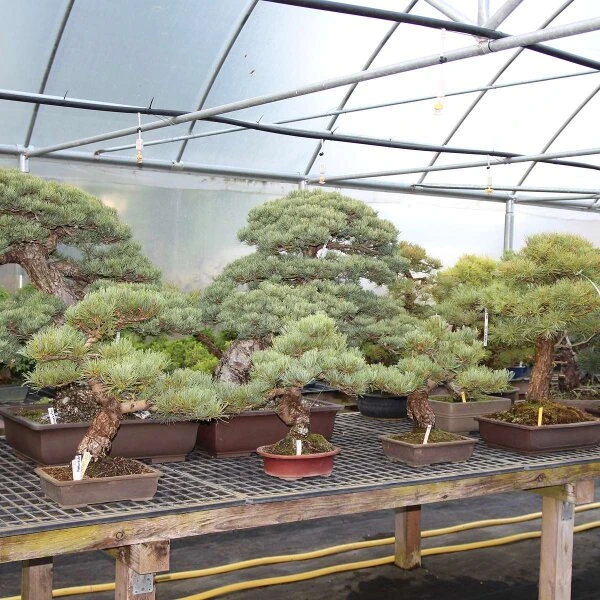 Japanische Mädchenkiefer, Bonsai, 14 Jahre, 51cm – Bild 3