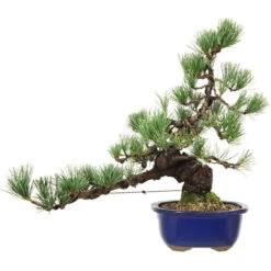 Japanische Mädchenkiefer, Bonsai, 18 Jahre, 44cm
