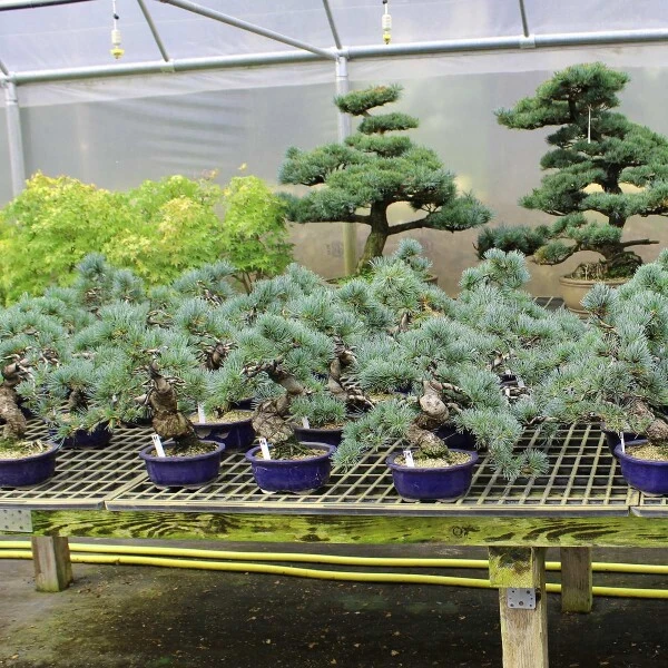 Japanische Mädchenkiefer, Bonsai, 18 Jahre, 44cm – Bild 2