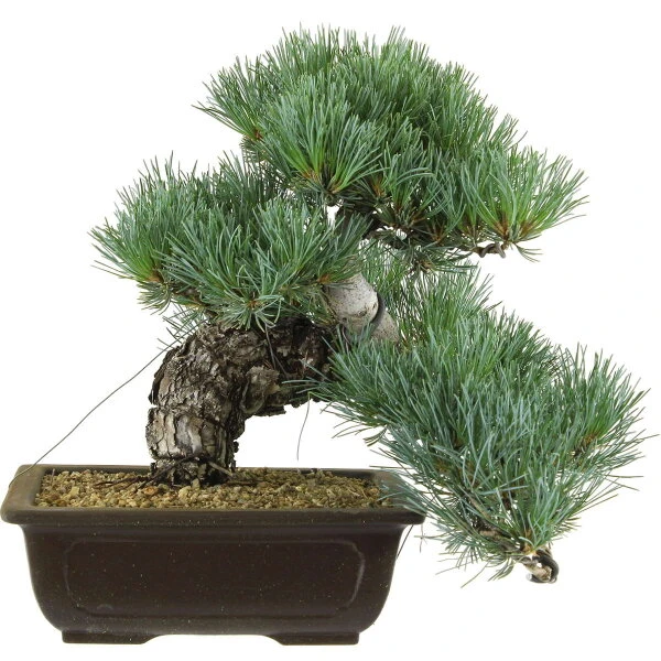 Japanische Mädchenkiefer, Bonsai, 20 Jahre, 33cm