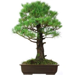Japanische Mädchenkiefer, Bonsai, 45 Jahre, 91cm