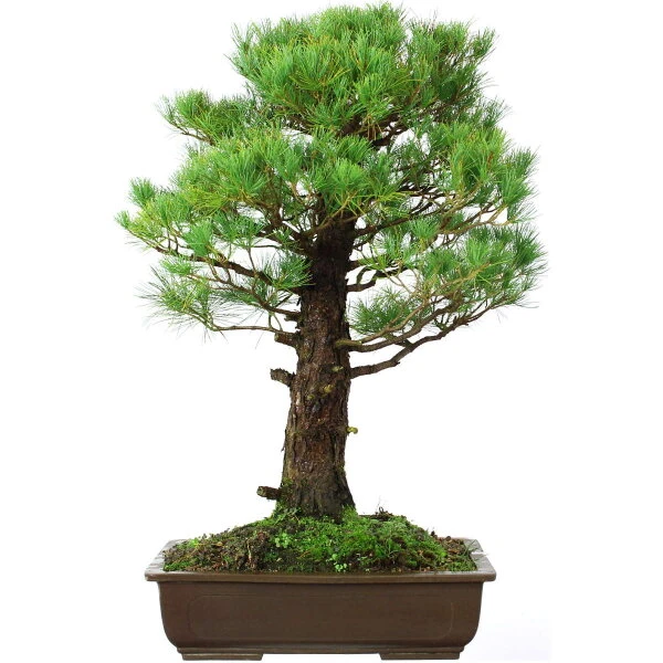 Japanische Mädchenkiefer, Bonsai, 45 Jahre, 91cm – Bild 2