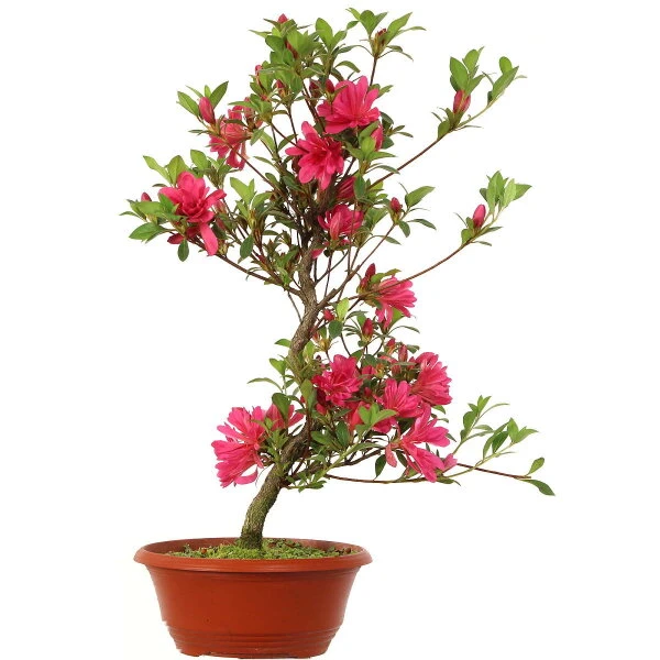 Satsuki Azalee, Bonsai, 15 Jahre, 52cm