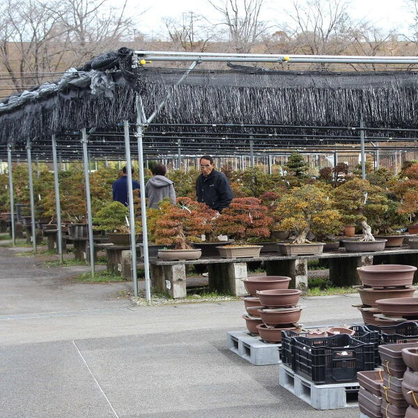 Satsuki Azalee Hakurei, Bonsai, 16 Jahre, 69cm – Bild 2