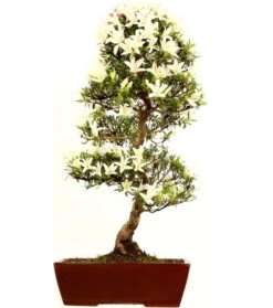 Satsuki Azalee Hakurei, Bonsai, 16 Jahre, 70cm