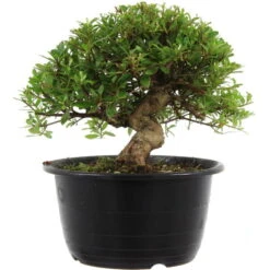 Satsuki Azalee Hi No Maru, Bonsai, 18 Jahre, 28cm