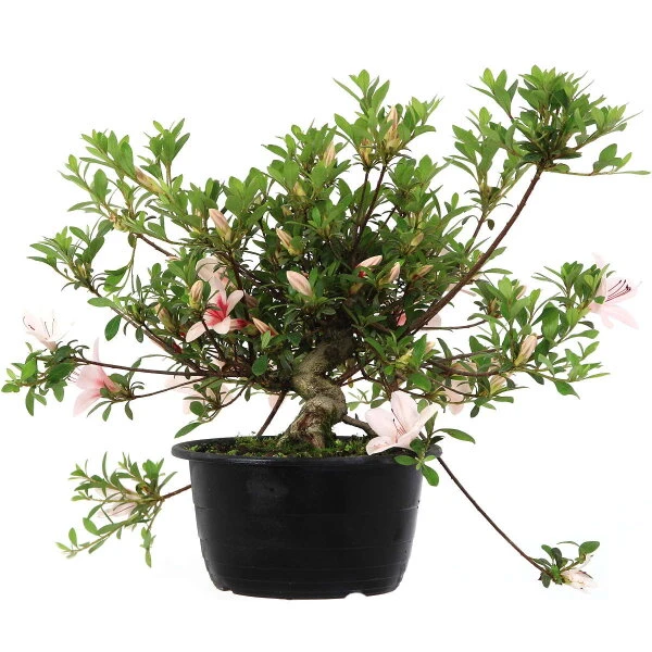 Satsuki Azalee Hi No Maru, Bonsai, 18 Jahre, 28cm – Bild 2