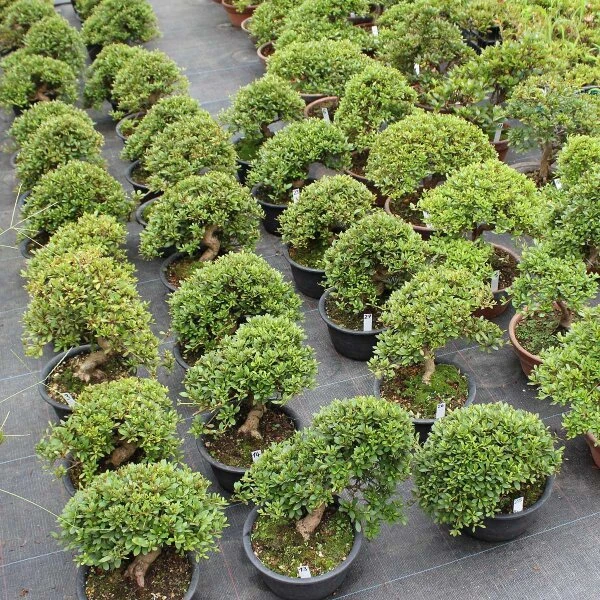 Satsuki Azalee Hi No Maru, Bonsai, 18 Jahre, 28cm – Bild 4