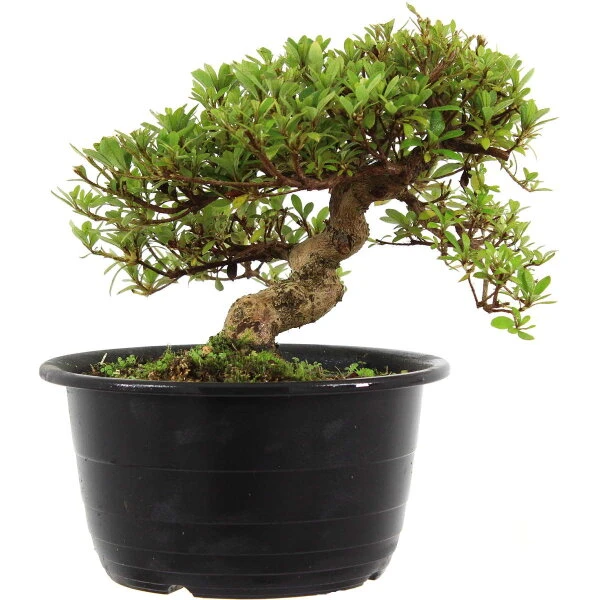 Satsuki Azalee Sachin, Bonsai, 18 Jahre, 26cm