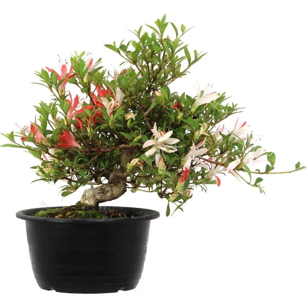 Satsuki Azalee Sachin, Bonsai, 18 Jahre, 26cm – Bild 2